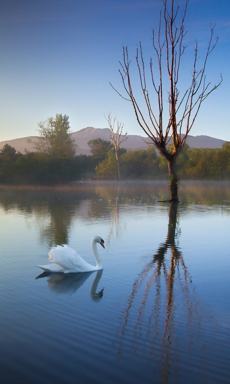White Swan On Lake wallpaper 768x1280