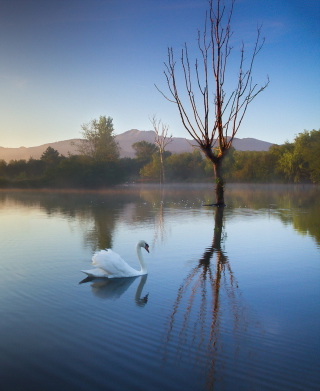 White Swan On Lake - Obrázkek zdarma pro 132x176