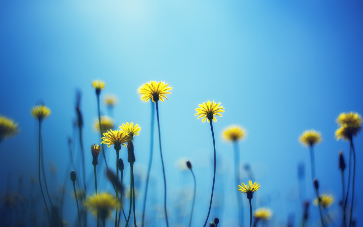 Screenshot №1 pro téma Flowers on blue background 1440x900