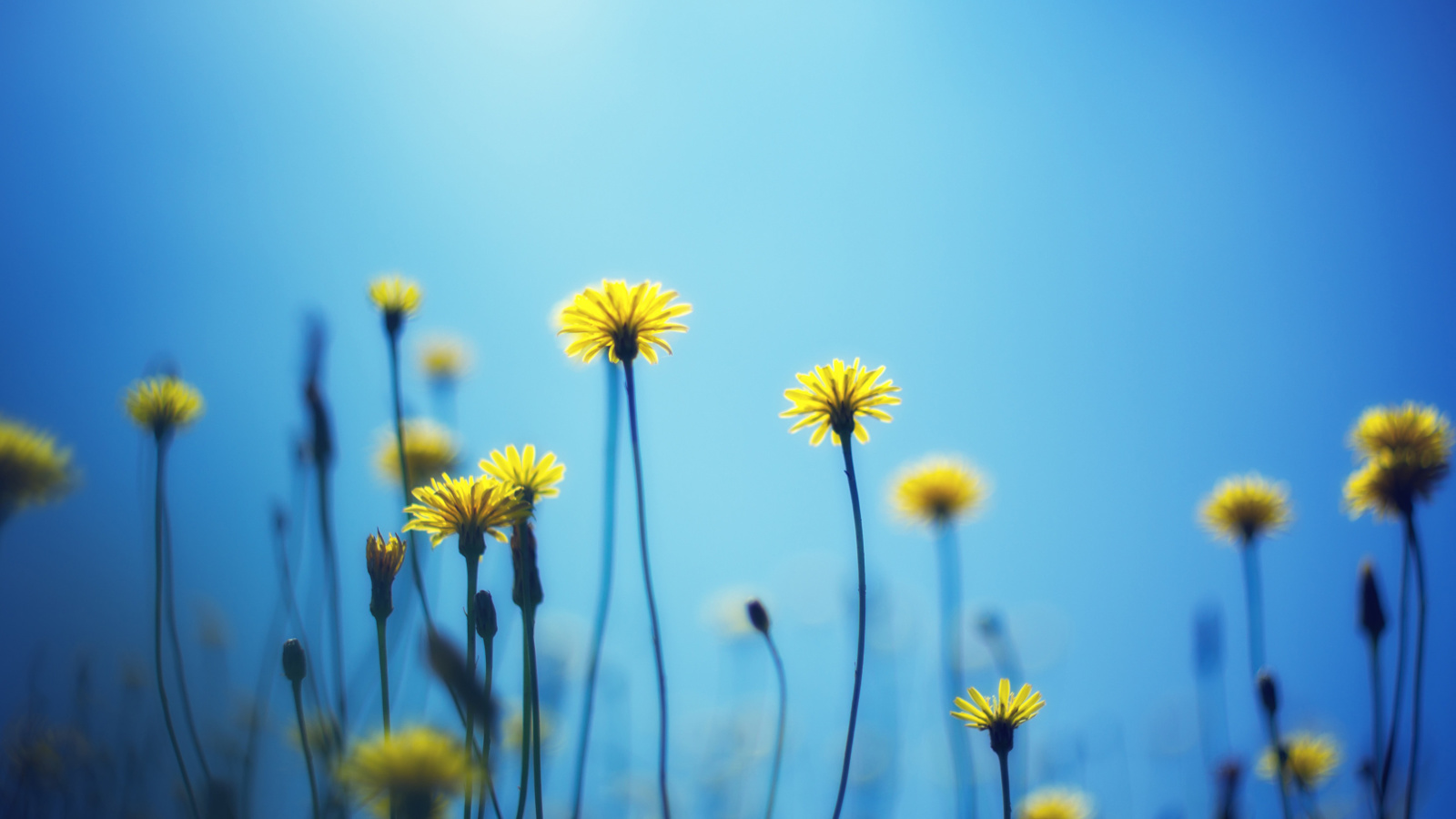 Screenshot №1 pro téma Flowers on blue background 1600x900