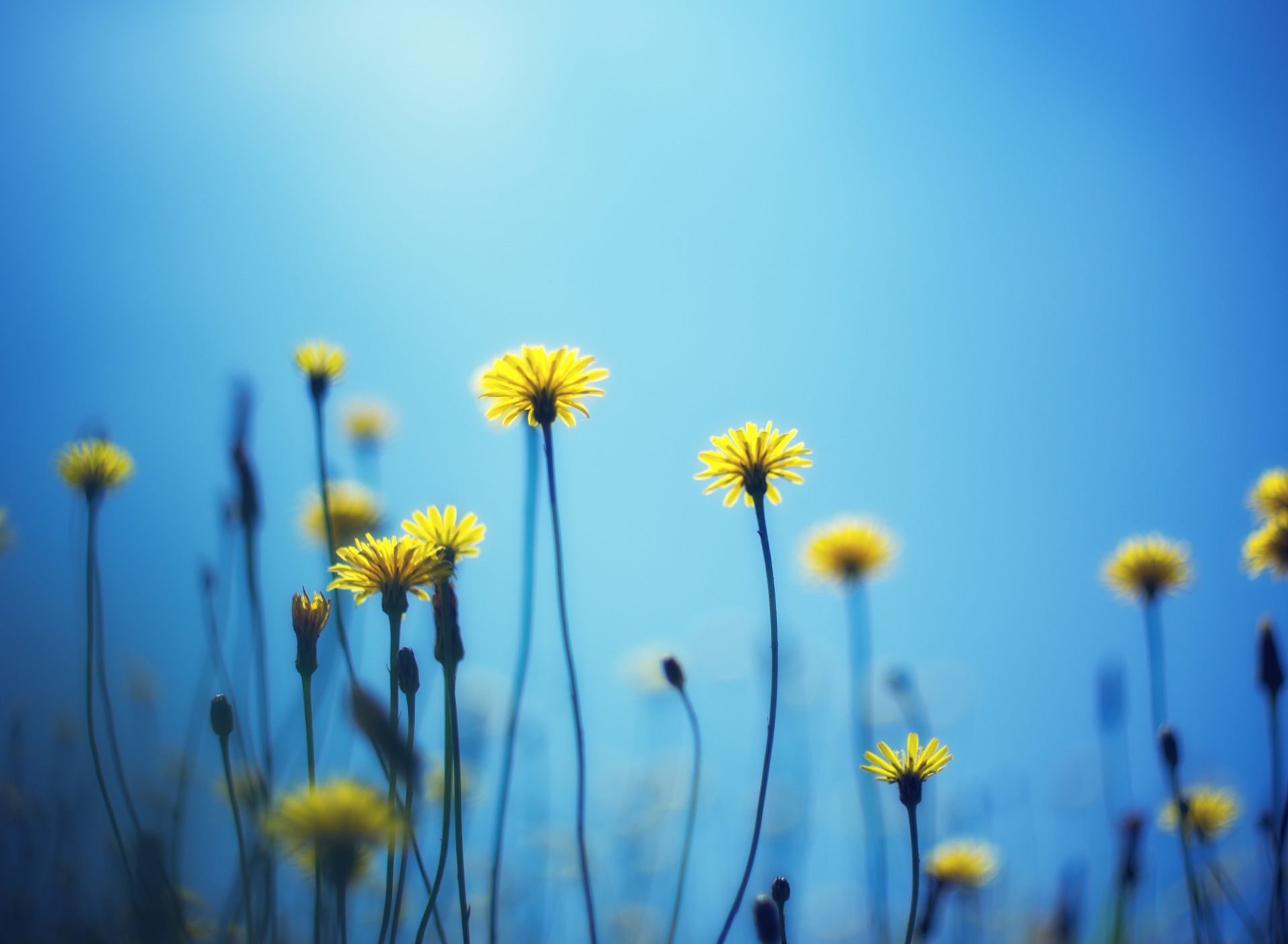 Обои Flowers on blue background 1920x1408