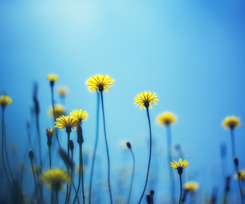 Screenshot №1 pro téma Flowers on blue background 480x400