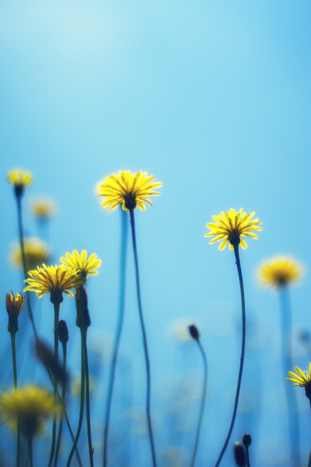 Flowers on blue background wallpaper 640x960