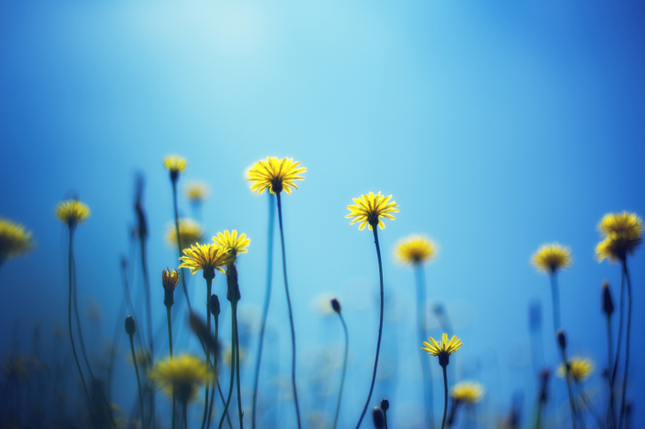 Flowers on blue background wallpaper