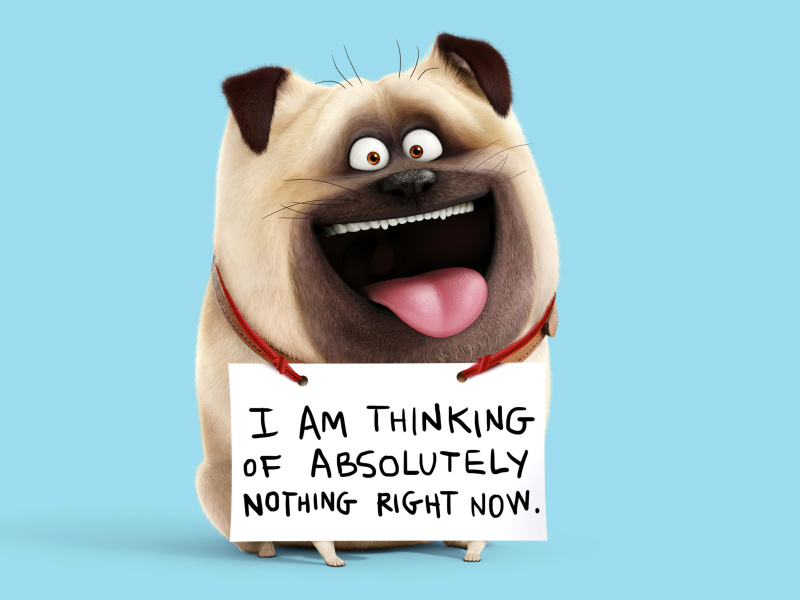Mel from The Secret Life of Pets wallpaper 800x600