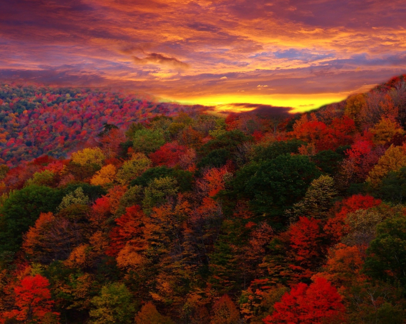 Screenshot №1 pro téma Autumn Forest At Sunset 1600x1280