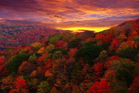 Screenshot №1 pro téma Autumn Forest At Sunset 480x320