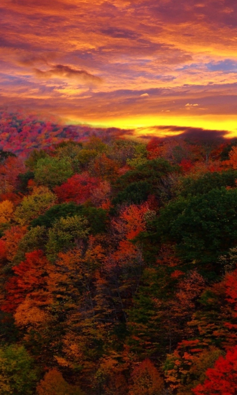 Screenshot №1 pro téma Autumn Forest At Sunset 480x800