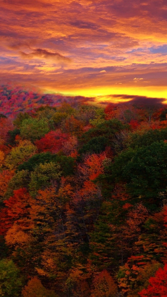 Das Autumn Forest At Sunset Wallpaper 640x1136