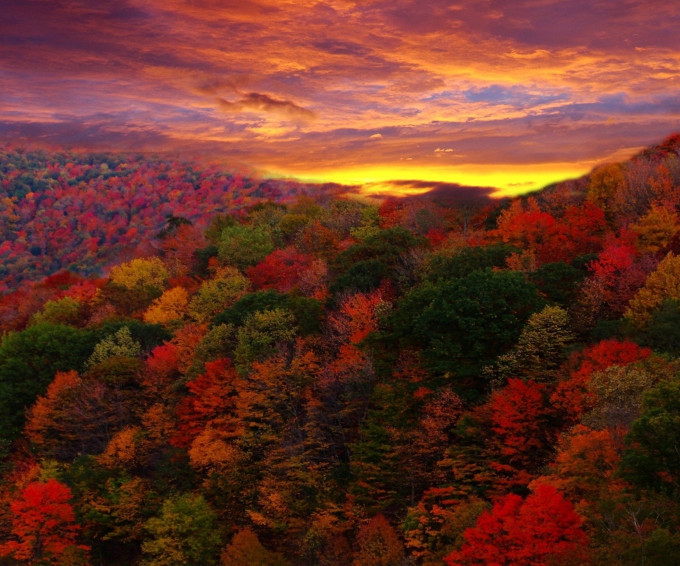 Autumn Forest At Sunset screenshot #1 960x800