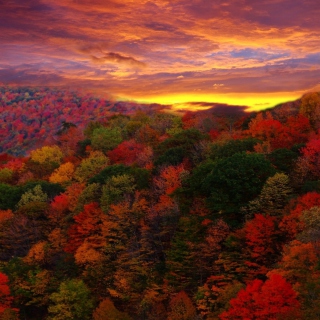 Kostenloses Autumn Forest At Sunset Wallpaper für 2048x2048