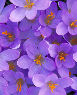 Crocus - Obrázkek zdarma pro Nokia C7