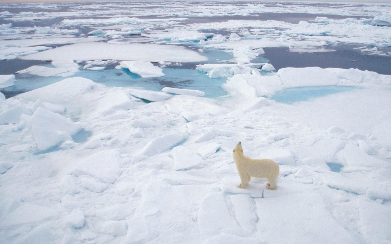 Screenshot №1 pro téma Polar Bear On Ice 1280x800
