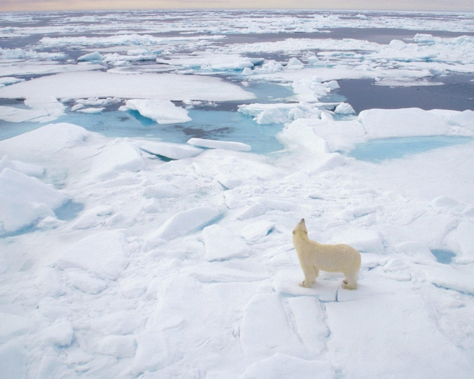 Sfondi Polar Bear On Ice 1600x1280