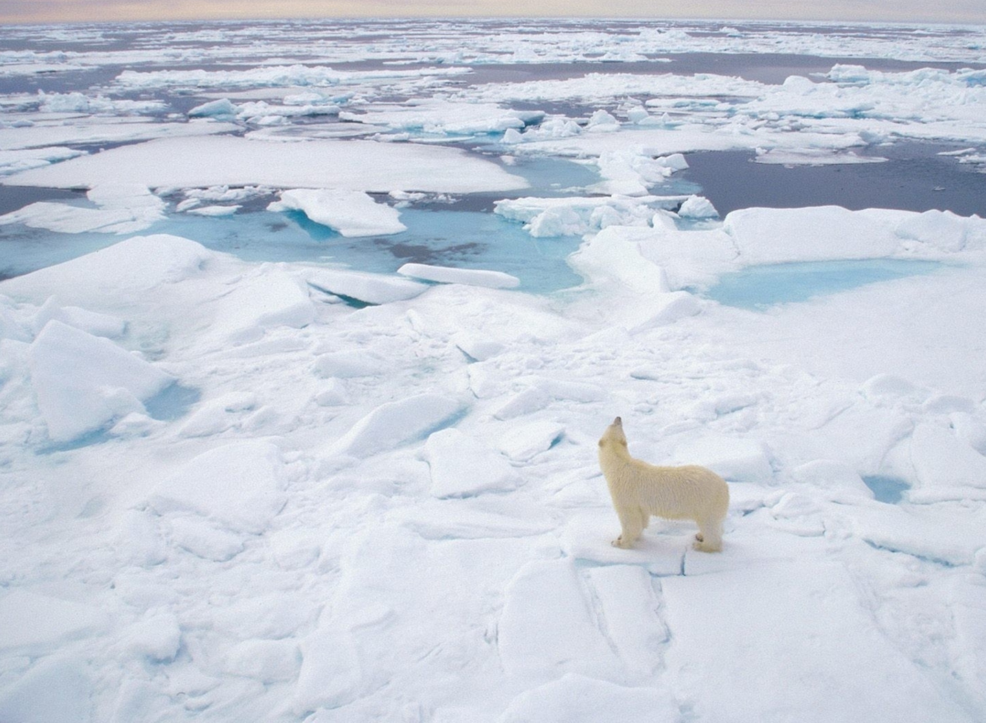 Screenshot №1 pro téma Polar Bear On Ice 1920x1408