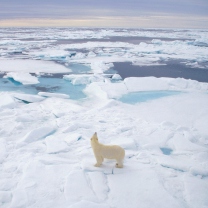 Polar Bear On Ice screenshot #1 208x208