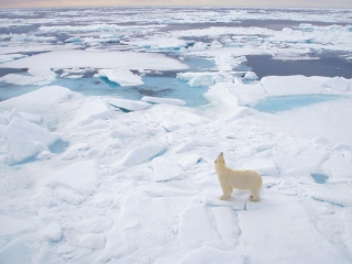 Обои Polar Bear On Ice 320x240