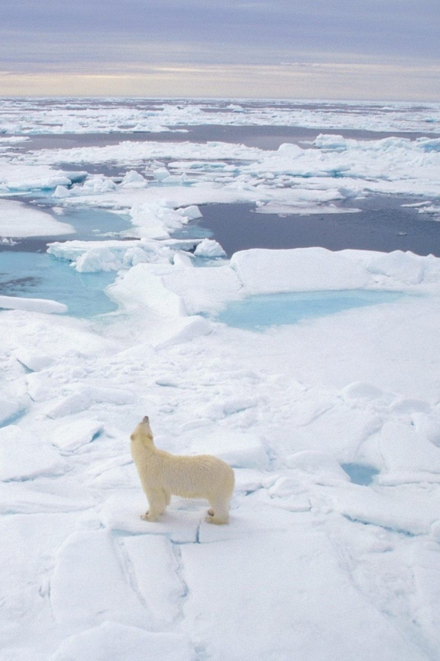 Sfondi Polar Bear On Ice 640x960