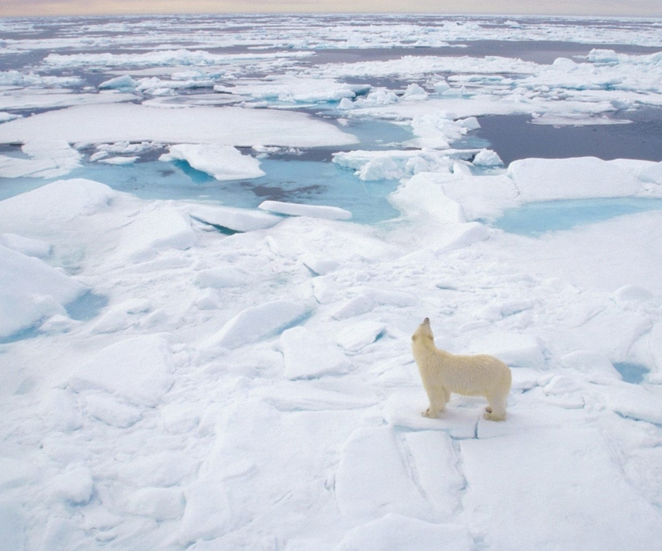 Sfondi Polar Bear On Ice 960x800