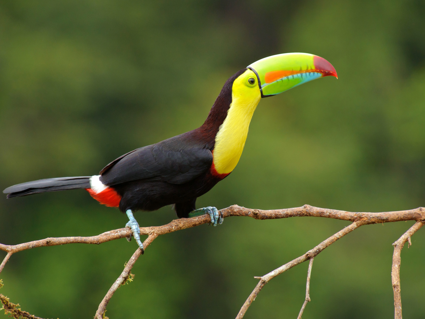 Das Brazilian Toco toucan Wallpaper 1400x1050