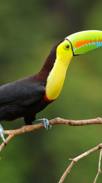 Das Brazilian Toco toucan Wallpaper 360x640