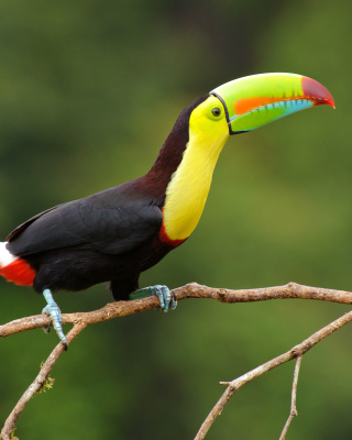 Brazilian Toco toucan - Obrázkek zdarma pro iPhone 4S