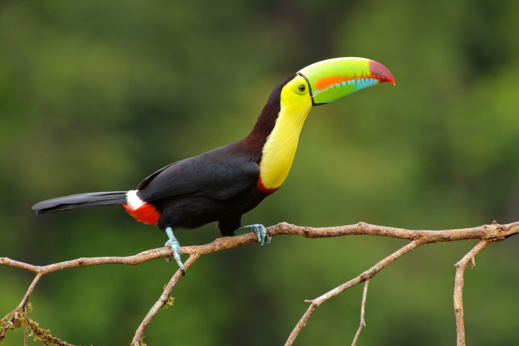 Screenshot №1 pro téma Brazilian Toco toucan