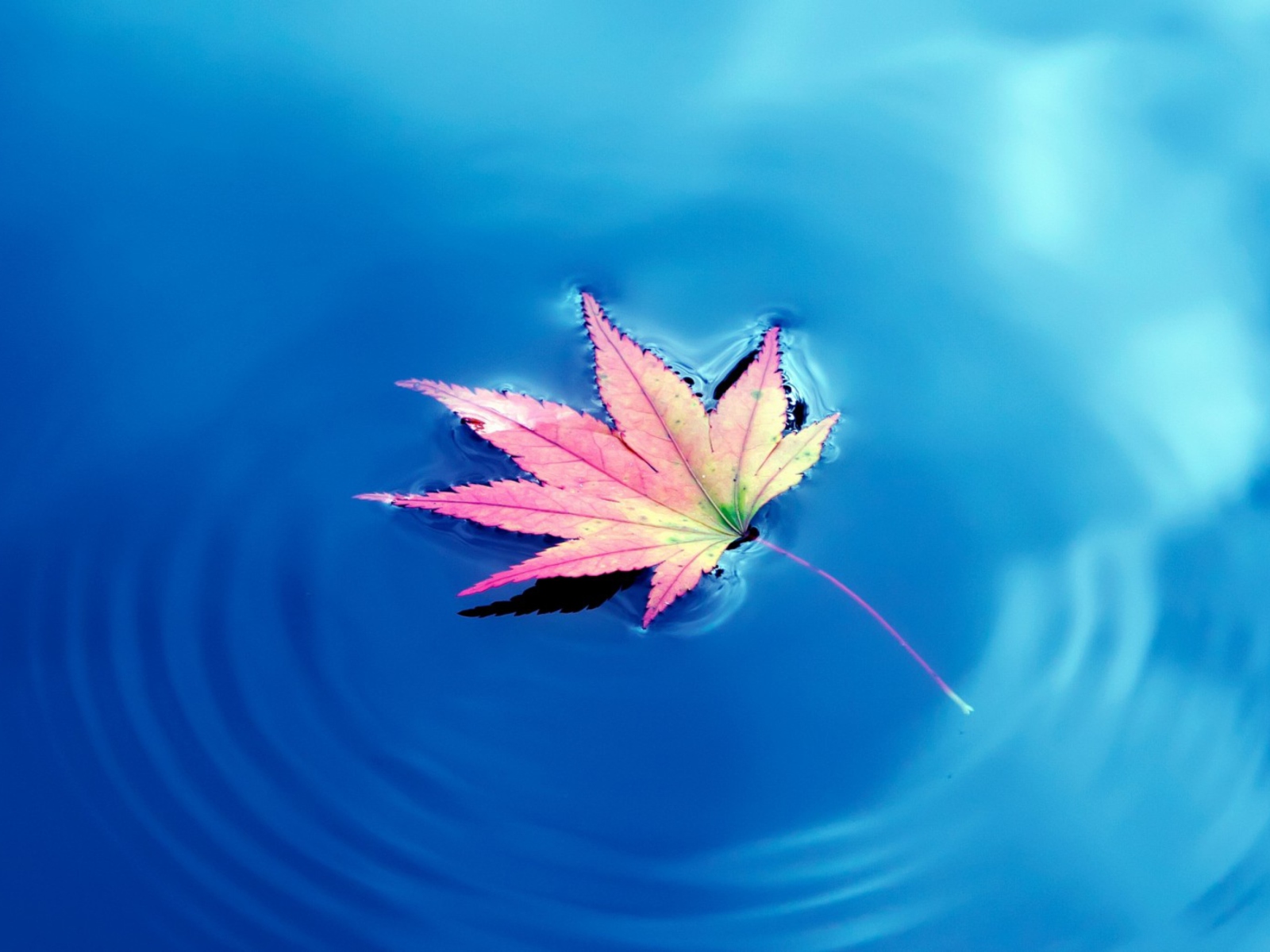 Maple Leaf On Ideal Blue Surface screenshot #1 1600x1200