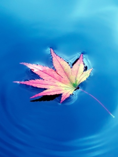 Screenshot №1 pro téma Maple Leaf On Ideal Blue Surface 240x320