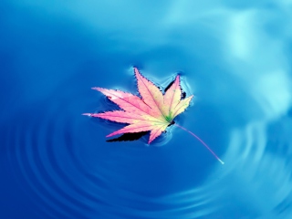Screenshot №1 pro téma Maple Leaf On Ideal Blue Surface 320x240