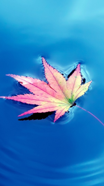Maple Leaf On Ideal Blue Surface wallpaper 360x640