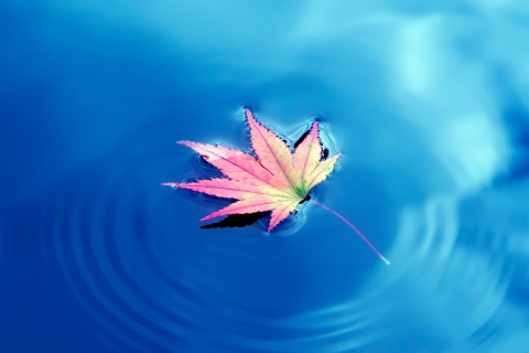 Fondo de pantalla Maple Leaf On Ideal Blue Surface 480x320