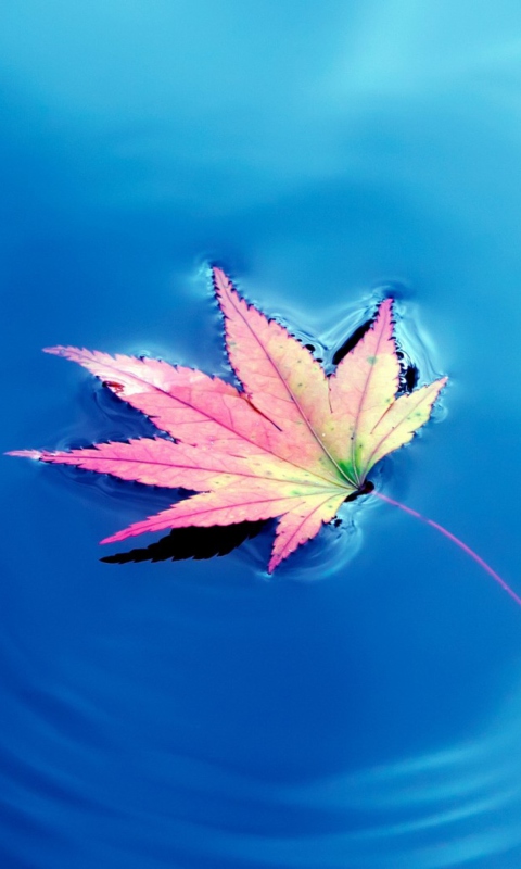 Maple Leaf On Ideal Blue Surface screenshot #1 480x800