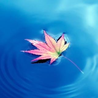 Maple Leaf On Ideal Blue Surface - Obrázkek zdarma pro 208x208