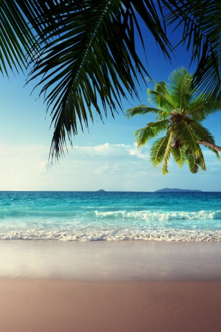 Sunshine in Tropics wallpaper 320x480