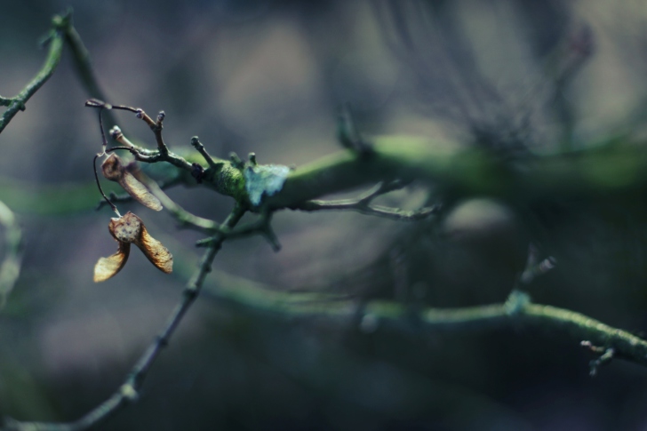 Fondo de pantalla Tree Branch Bokeh