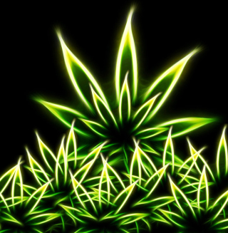 Marijuana - Obrázkek zdarma pro 208x208