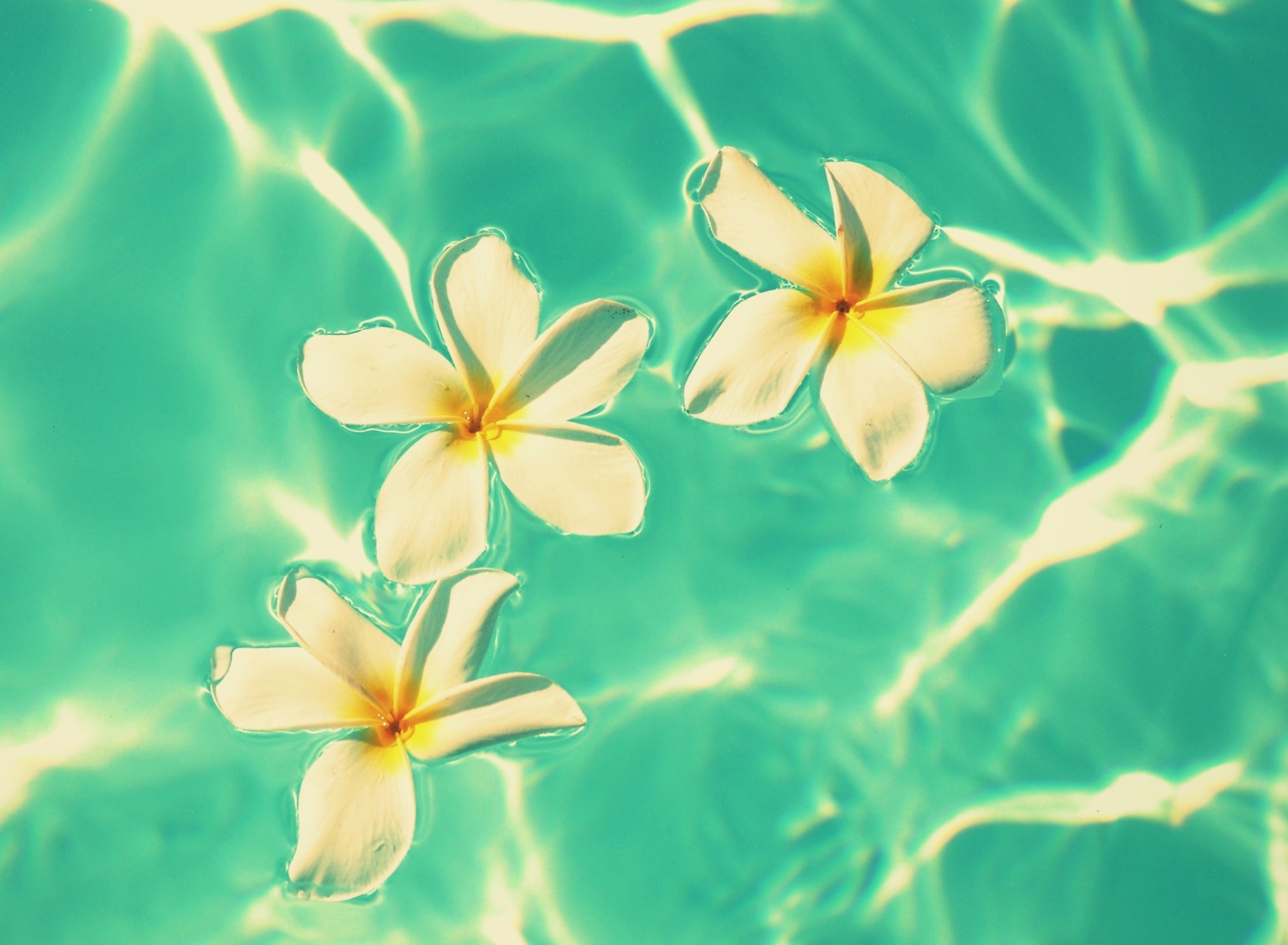 Обои Plumeria Flowers In Turquoise Water 1920x1408