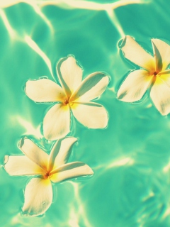 Sfondi Plumeria Flowers In Turquoise Water 240x320