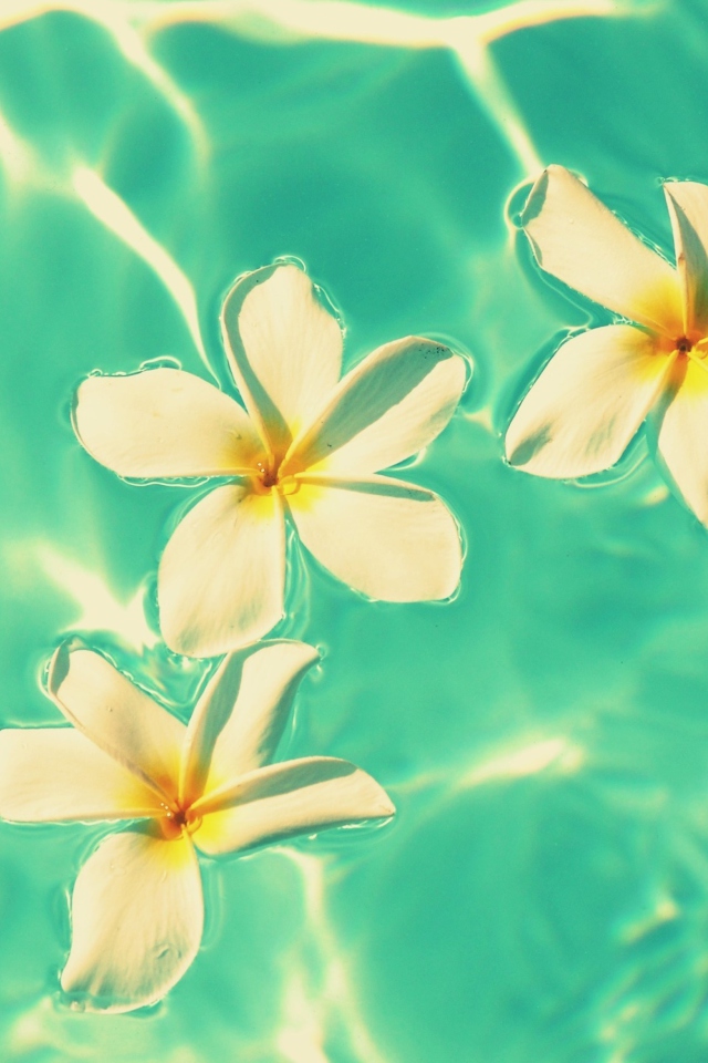 Screenshot №1 pro téma Plumeria Flowers In Turquoise Water 640x960