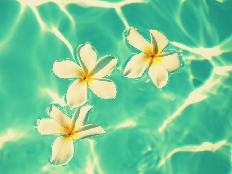 Fondo de pantalla Plumeria Flowers In Turquoise Water 800x600