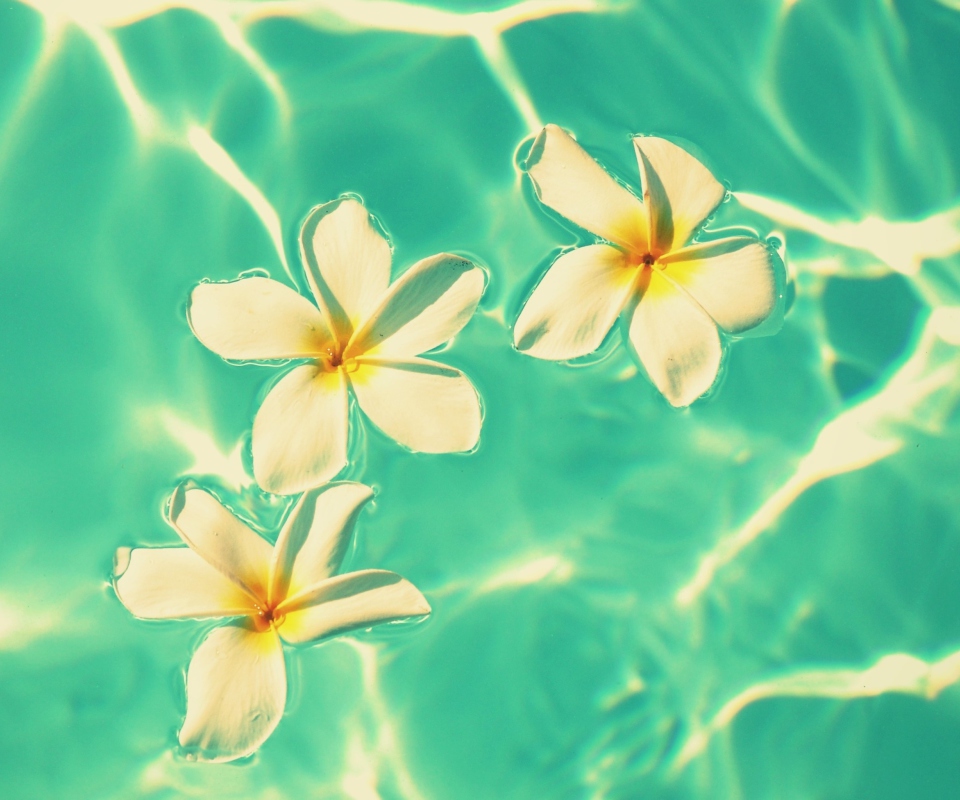 Screenshot №1 pro téma Plumeria Flowers In Turquoise Water 960x800