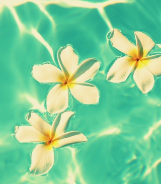 Kostenloses Plumeria Flowers In Turquoise Water Wallpaper für 320x480