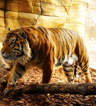 Tiger - Obrázkek zdarma pro 128x128
