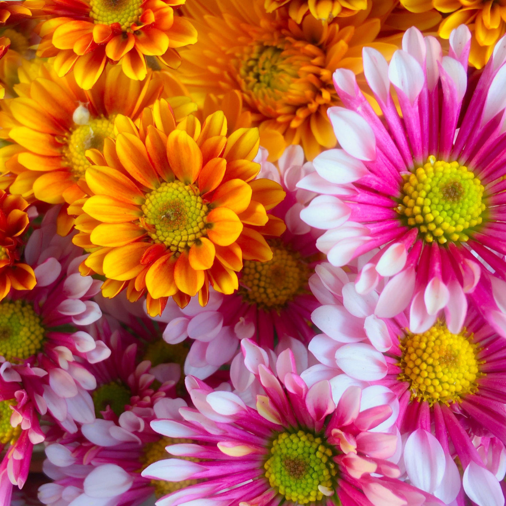 Chrysanthemum bouquet screenshot #1 1024x1024