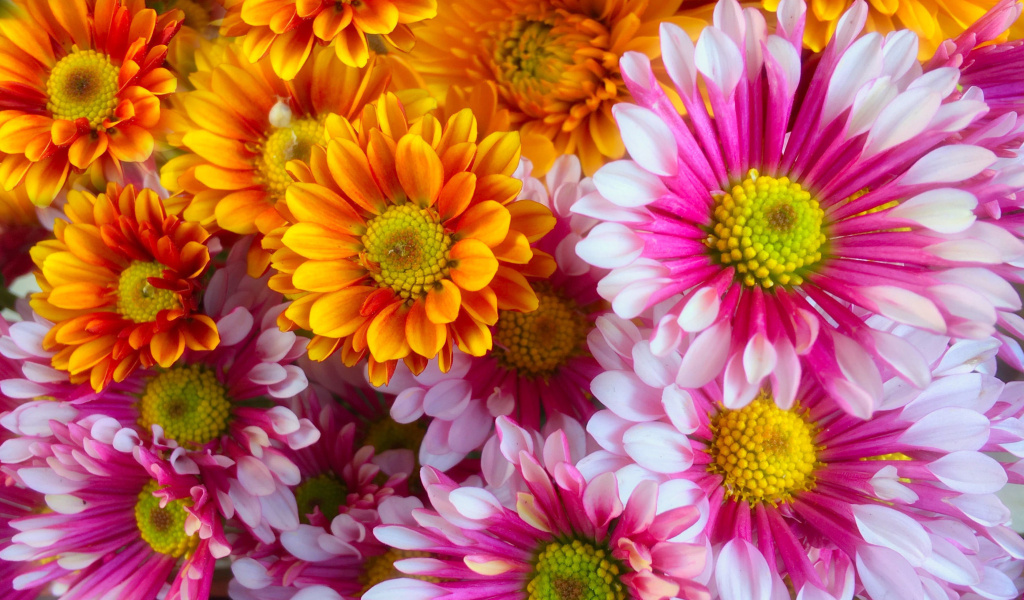 Fondo de pantalla Chrysanthemum bouquet 1024x600