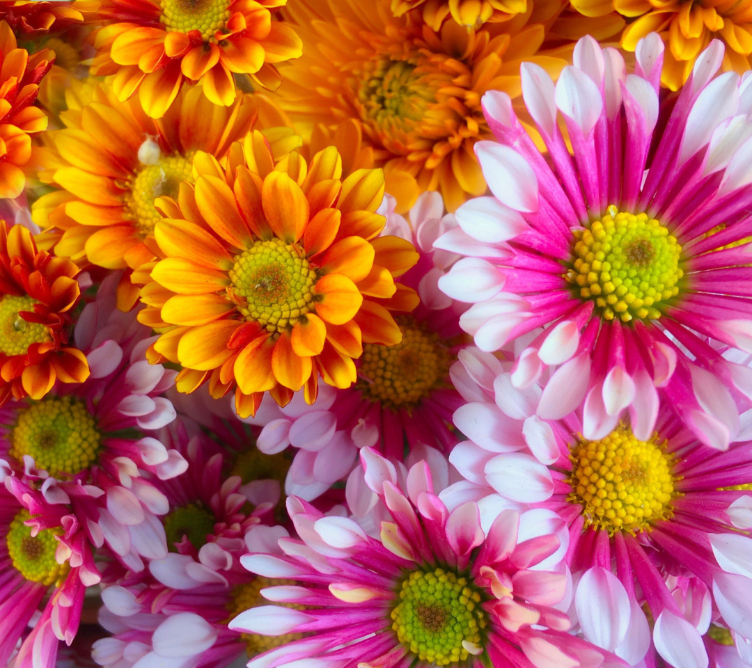 Chrysanthemum bouquet wallpaper 1080x960