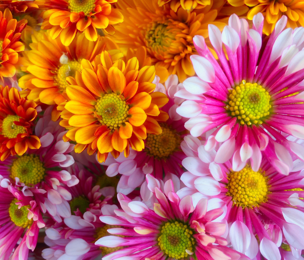 Fondo de pantalla Chrysanthemum bouquet 1200x1024