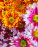 Fondo de pantalla Chrysanthemum bouquet 128x160