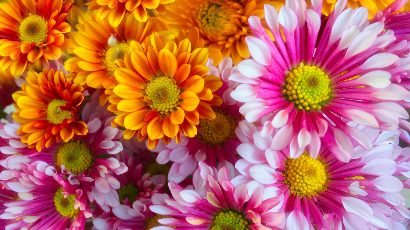 Обои Chrysanthemum bouquet 1366x768